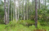10301 Tigress Lane Bonita Springs, FL 34135 - Image 1515564