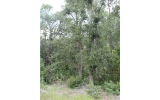 49TH STREET ROAD Ocklawaha, FL 32179 - Image 3835257