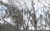 000 Hicks Georgetown, FL 32139 - Image 7449110