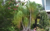6 Oleander Avenue Key Largo, FL 33037 - Image 7529357