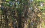 1155 North West 241st-Lot 3 Lawtey, FL 32058 - Image 8050590