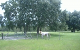 272 Baden Powell Rd Hawthorne, FL 32640 - Image 8489459