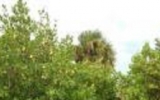 319 Silver Oaks Ave. Merritt Island, FL 32952 - Image 10102587