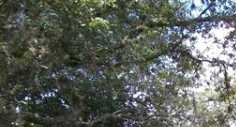 28 Linden Falls Drive - Image 11747260