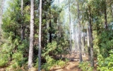 TBD SW County Rd 341 Trenton, FL 32693 - Image 13191914