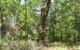 Lot 49 Meadowfield Bluff RD Yulee, FL 32097 - Image 14556764